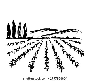 Simple vector drawing in the style engraving  Summer landscape  vineyard  cypress trees  mountains the horizon  Farm fields  organic harvest  Wine label 