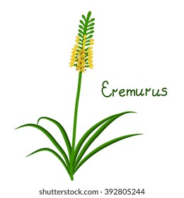 Simple vector eremurus plant illustration