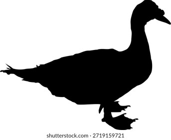 
einfacher Vektor in Form eines Silhouettenbildes eines Moskauer Entenvogels, einzeln auf Weiß