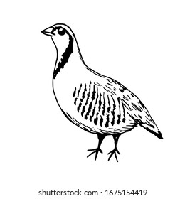 Simple vector freehand drawing in black outline. Ptarmigan bird isolated on a white background. Farm, nature, poultry, hunting, game.