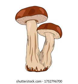 Simple vector freehand drawing in black outline. Edible porcini isolated on a white background. Element of nature, forest, autumn. Organic product, vegetarianism, food, menu, ingredient.