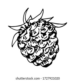 Sencillo dibujo vectorial a mano alzada en estilo de grabado. Berry salvaje, morera negra aislada en un fondo blanco.