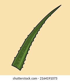 Simple vector of fresh aloe vera with beautiful little thorns.