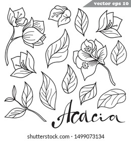 Simple vector hand drawn acacia flowers, leaves, petals and brunches. Set of outlined  elements for your designs with simple hand lettered sign. colring book, print, educational and botanical manual, 