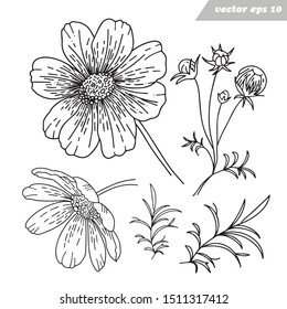 Simple vector hand drawn cosmos flowers, leaves, petals and brunches. Set of outlined  elements with simple hand lettered sign. colring book, print, educational and botanical manual, decoration.