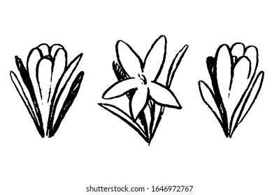 Simple vector hand drawn illustrations set. Spring flowers crocuses. Contour drawings collection isolated on white background. Graphic doodle, sketches. Primitive style pictures for design, print etc.