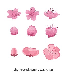 simple ilustración vectorial de la flor del cerezo