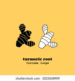 Simple vector illustration of curcuma  plant root,flat style. Turmeric spice.