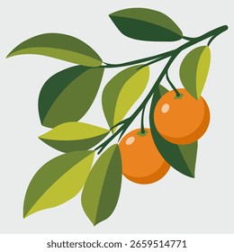 Simple vector illustration of fresh oranges with green leaves. Bright, minimal, and perfect for food designs, healthy lifestyle themes, or kitchen art.