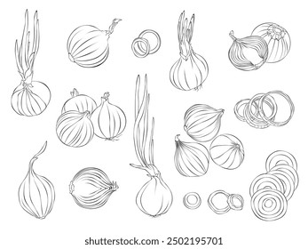 Ilustración vectorial simple del contorno de la cebolla para colorear la página