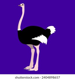 simple vector illustration of an ostrich in neutral position