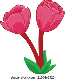 simple vector illustration of pink tulips