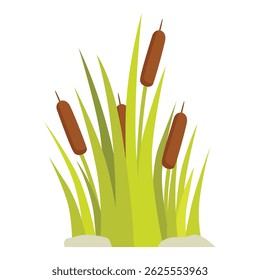 Ilustración vectorial simple del reedmace que crece en los grupos densos, aislados en el fondo blanco