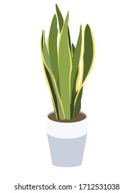 Simple vector illustration of snake plant in pot. Potted sansevieria houseplant