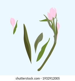 Simple vector image of a pink tulip with buds and leaves on a blue background for any print purposes