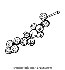Simple vector ink drawing. Red currant berries on a branch in black outline isolated on a white background. Ingredient, menu, recipe. Garden crops, plants.