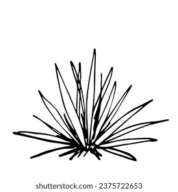 Simple vector ink sketch. Agave bush, aloe, cactus. Desert plants. Food and drink, agriculture. Black outline drawing.