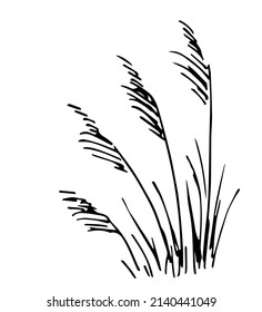 Simple vector ink sketch. Bush of steppe grass, pampas. Dry vegetation.