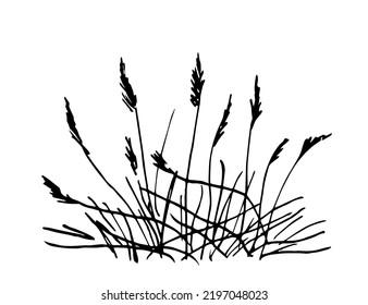 Simple vector ink sketch. Bush of dry grass, reeds. Wild plants of rivers and lakes. Nature and landscape. Duck hunting, fishing.