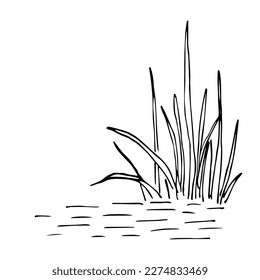 Simple vector ink sketch  A bush grass in the water  Reeds  marsh plants  Nature   vegetation  Black outline drawing 