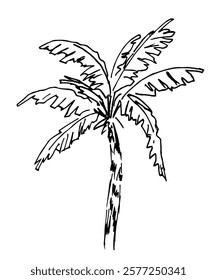 Simple vector ink sketch. Hand drawn palm tree, tropical vegetation, plant, nature. Doodle drawing.