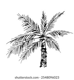 Esboço de tinta de vetor simples. Palmeira isolada sobre fundo branco. Plantas tropicais, natureza, vegetação. Desenho em contorno preto.