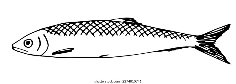 Simple vector ink sketch. Sea fish herring. Black outline drawing.