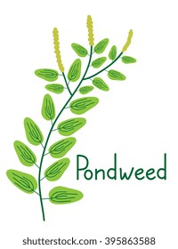 Simple vector pondweed plant illustration