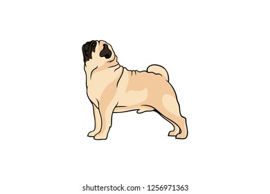 Simple Vector of Pug Dog