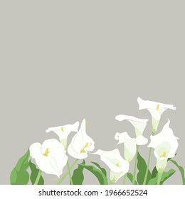 Simple vector representation of calla lilies in various orientations.