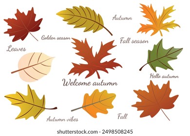 Simple conjunto de Vector de hojas de otoño de temporada con letras. Conjunto de otoño de Elementos de diseño acogedores lindos dibujados a mano. Otoño, Acción de Gracias, temporada de otoño.