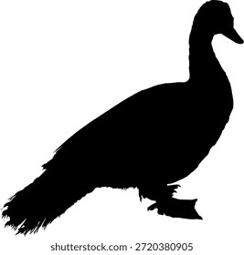 Simple vector silhouette of a poultry animal called Muscovy duck isolated in white color