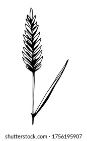 Simple vector sketch in black outline. Spikelet, grass, plant isolated on a white background.