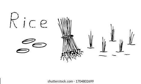 Simple vector sketchy freehand drawing. Stages of rice planting, plant cultivation, agriculture, grain products, seedlings, bunches, sprouts in water. Fields, farming.