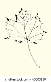 Simple vector sketchy-style ink drawing maple leaf.Autumn theme.