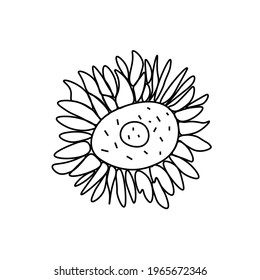 Simple vector sunflower. Botanical and autumn illustration with black lines on white isolated background doodle. Design for coloring, card, web, poster, logo, print.