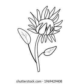 Simple vector sunflower. Botanical and autumn illustration with black lines on white isolated background doodle. Design for coloring, card, web, poster, logo, print.