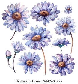 simple vector watercolour set of beautiful daisy flower