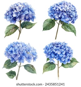 simple vector watercolour set of cute hydrangea