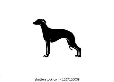 Simple Vector of Whippet Dog