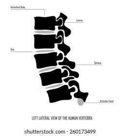 Simple Vertebral Discs Vector Design With Text Explanations 