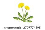 Simple and vibrant flat vector illustration of two yellow dandelion flowers with green leaves isolated on a plain white background.