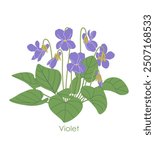 Simple Viola Odorata bunch isolated on white background. Violet flowers and green leaves of flowering wild plant. Botanical vector flat illustration. 