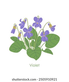 Manojo simple de Viola Odorata aislado sobre fondo blanco. Flores violetas y hojas verdes de la planta silvestre en flor. Ilustración plana de Vector botánico. 