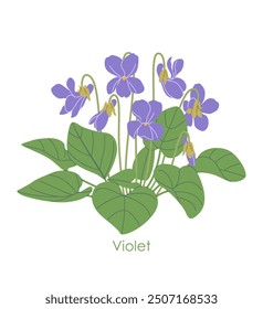 Simple Viola Odorata bunch isolated on white background. Violet flowers and green leaves of flowering wild plant. Botanical vector flat illustration. 