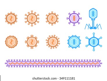 Simple viruses diagram describing RNA and DNA virus, including bacteriophage. RNA is orange orange while DNA viruses have blue. The long virus purposed for ebolavirus and its families.