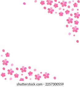 Simple white background frame of cherry blossoms and petals