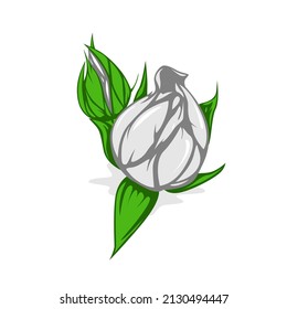 Simple White Roses Vector Isolated on White Background