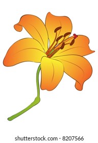 Simple yet beautiful lily flower illustration.