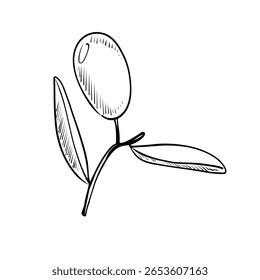 Um desenho simples, mas elegante, apresenta um ramo de oliveira com uma azeitona madura e duas folhas. Esta obra de arte enfatiza a beleza e a simplicidade da natureza.